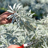 Australian White Sage (Organic, Pesticide Free) 10g LUCAS